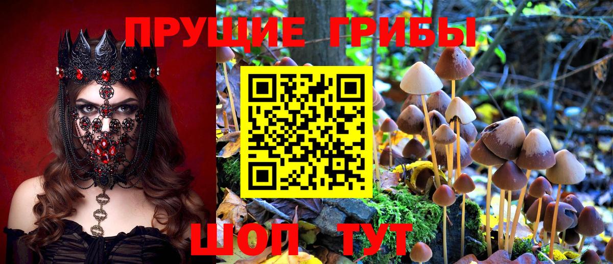 Псилоцибиновые грибы Psilocybe Тольятти